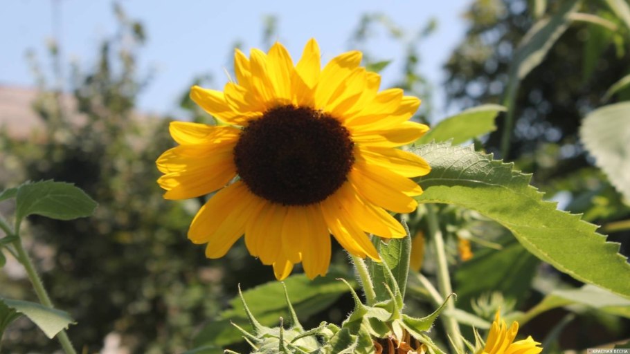 Неурожай подсолнечника