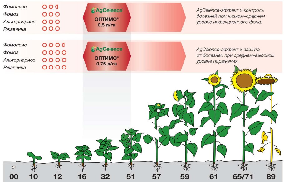Урожай подсолнечника 2017-2021