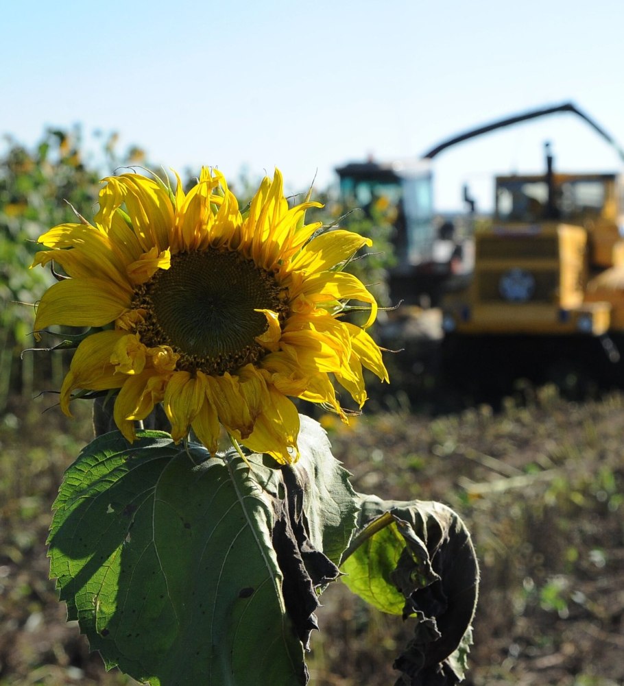 Подсолнечные поля Ульяновска