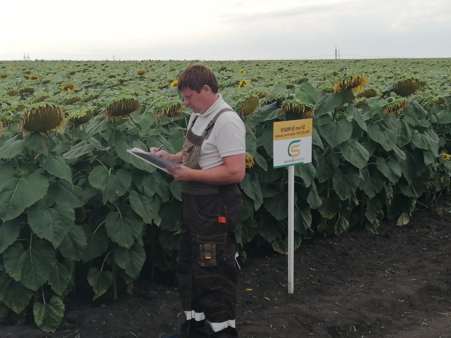 Технология возделывания подсолнечника