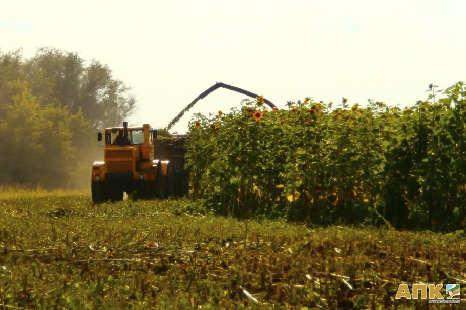 Агротехника подсолнечника