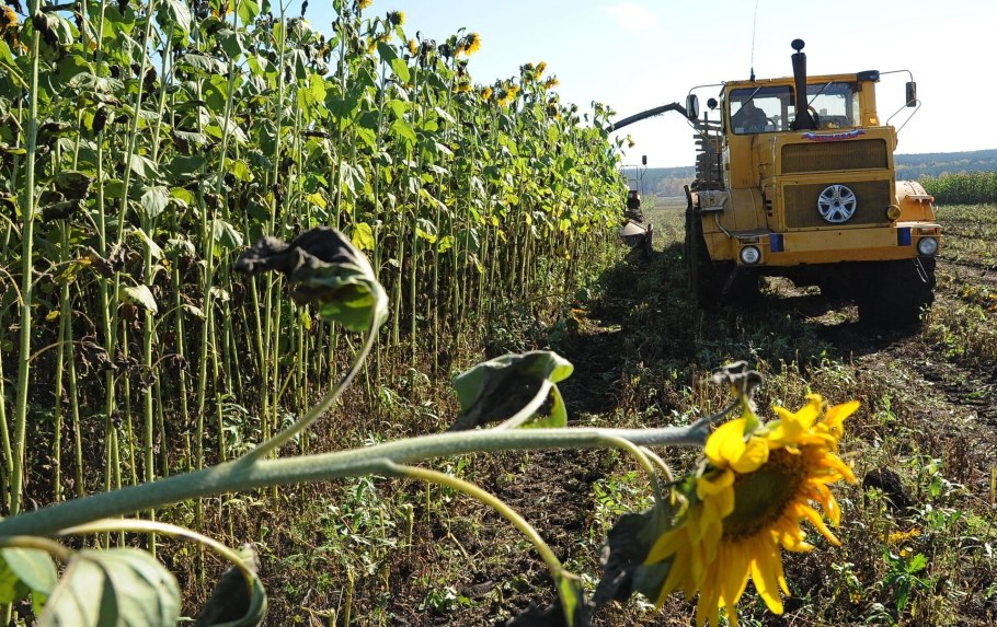 Урожай подсолнечника