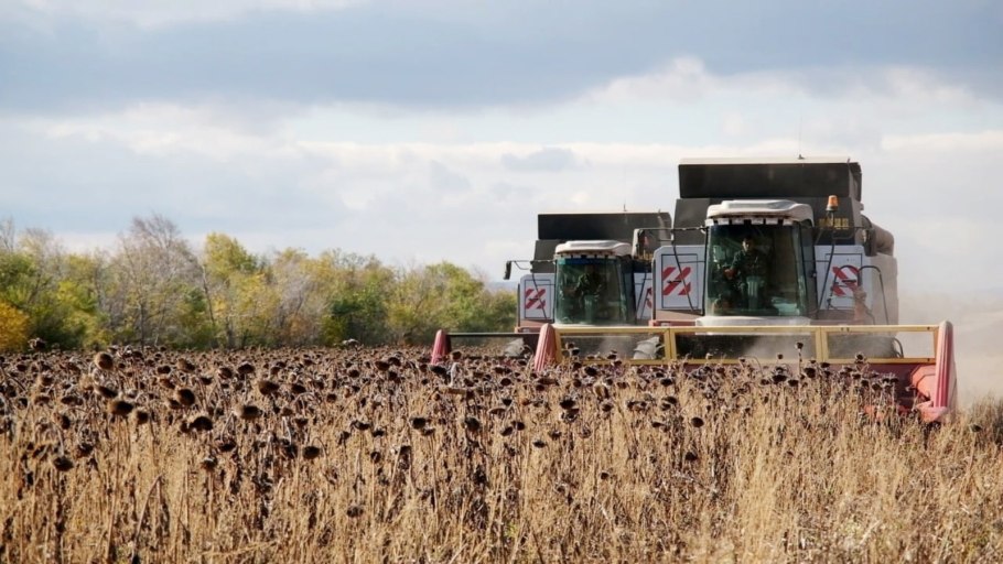 Гибрид подсолнуха кукурузы
