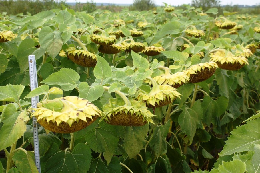Сельское хозяйство Пензенской области