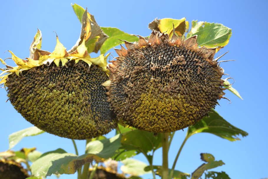 Лидеры по подсолнечник в мире