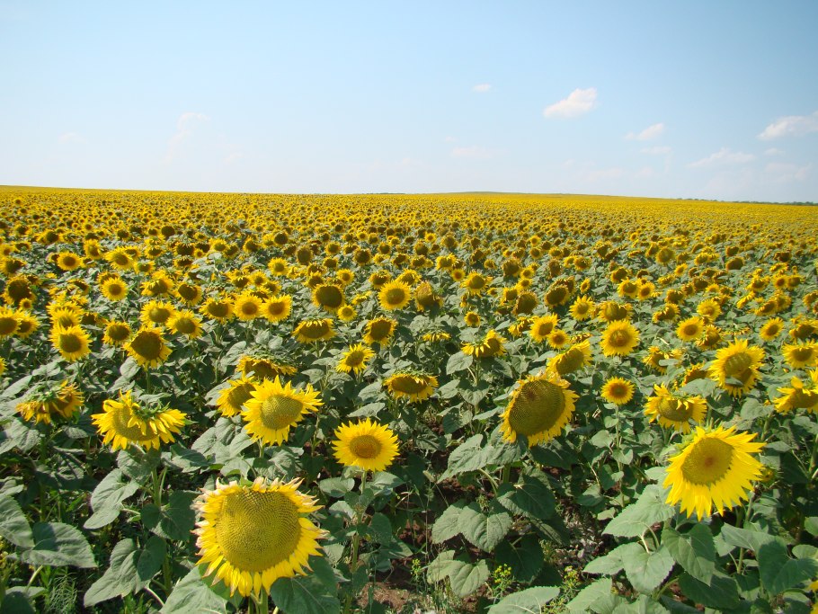 Поля подсолнечника в Саратовской области