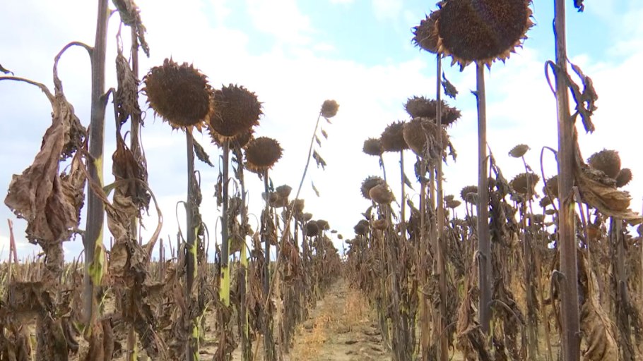 Кукурузы зерно на силос