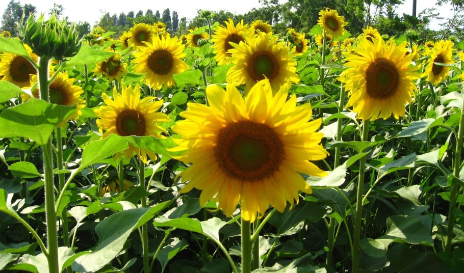 ЛГ 5485 гибрид подсолнечника