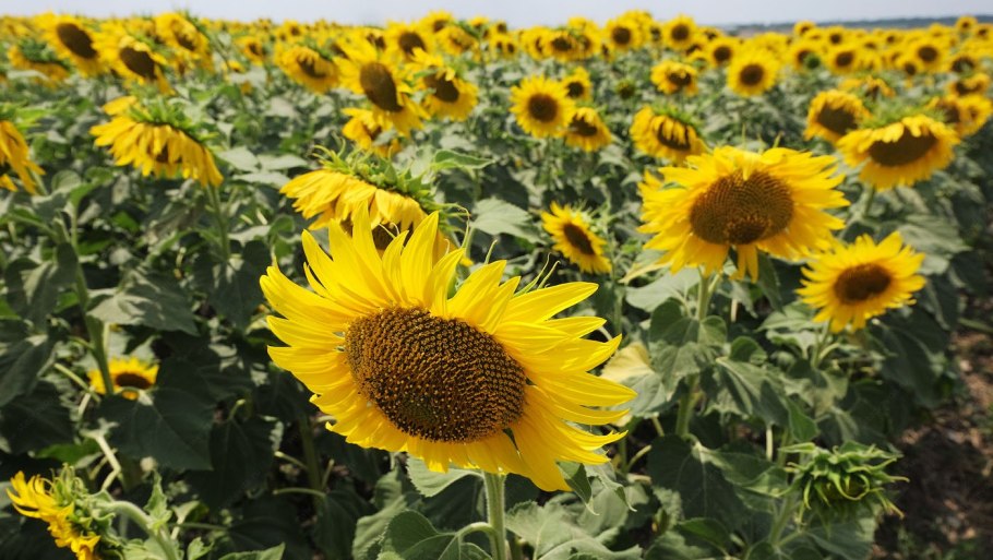 Подсолнух сорт Солнечный великан