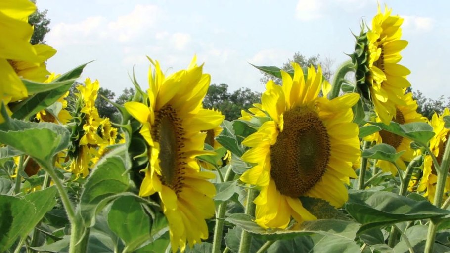 Вегетационный период подсолнечника