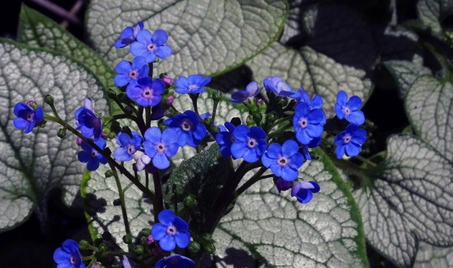 Brunnera macrophylla Betty Bowring