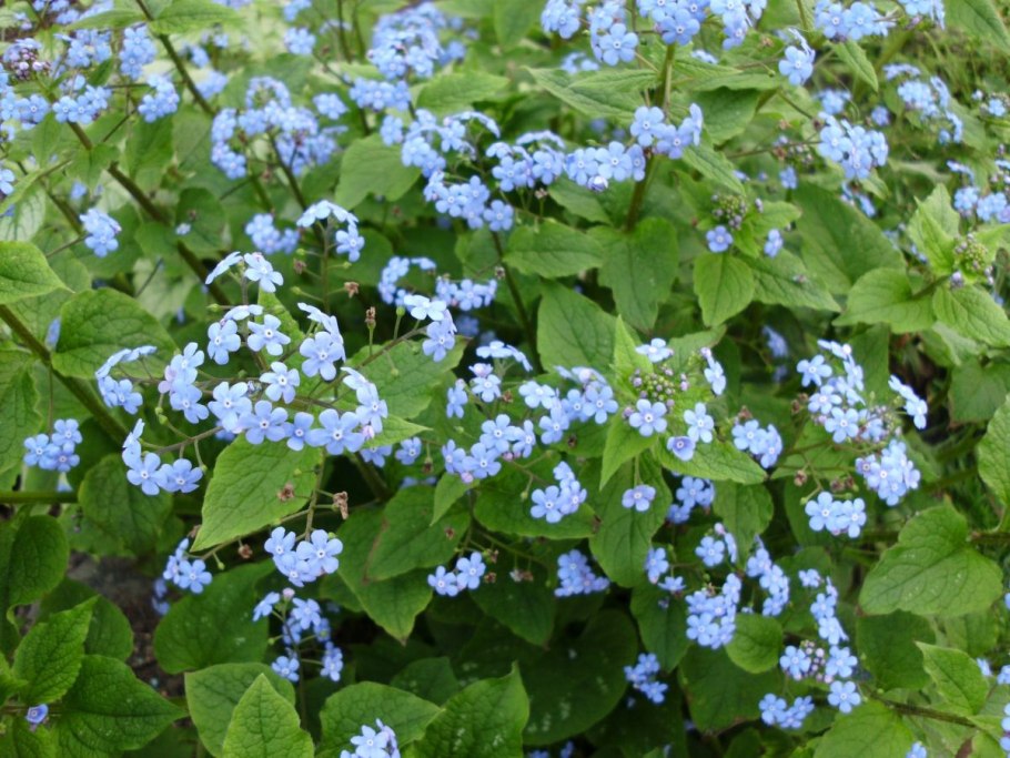 Brunnera macrophylla