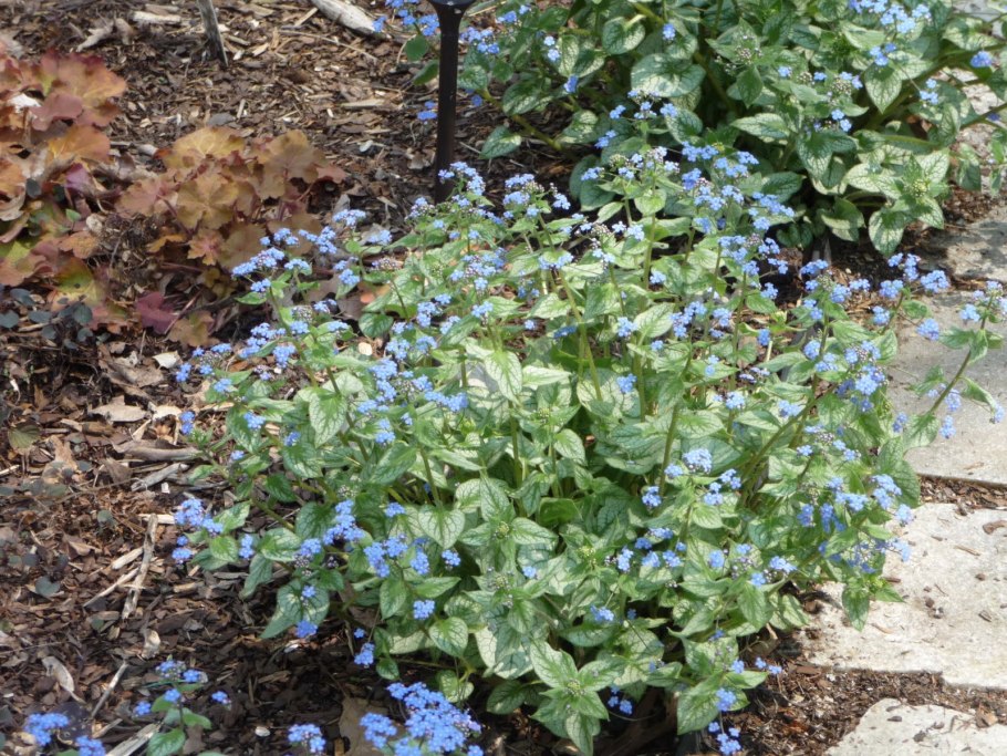 Бруннера крупнолистная 'Sea Heart'