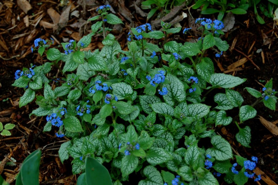 Бруннера Сибирская куст
