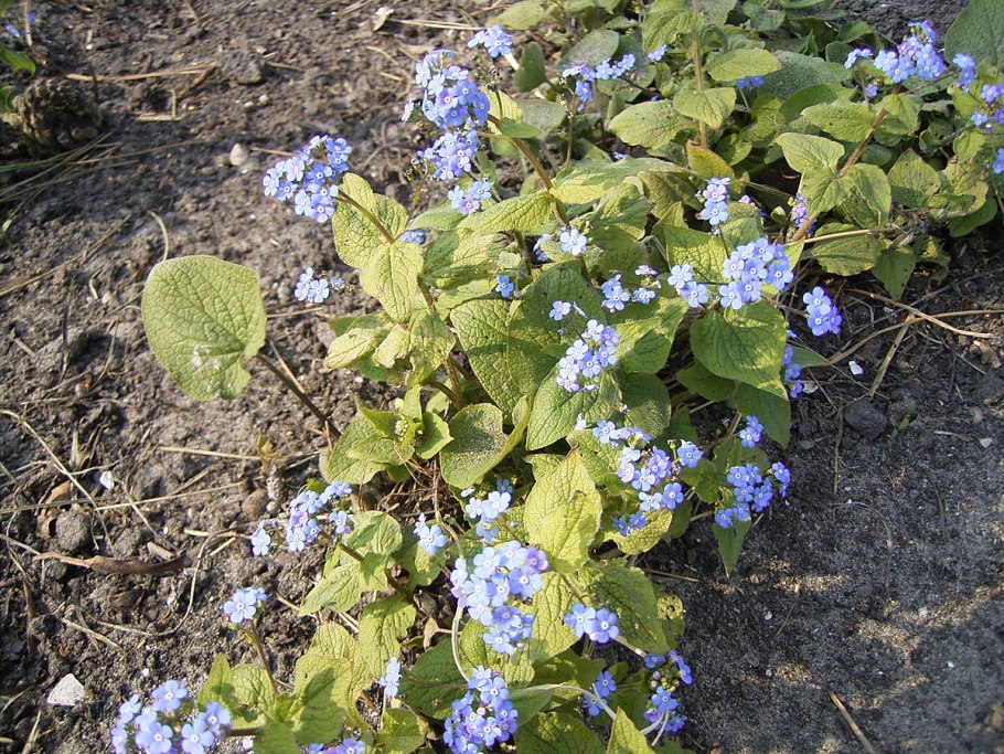 Boraginaceae Brunnera