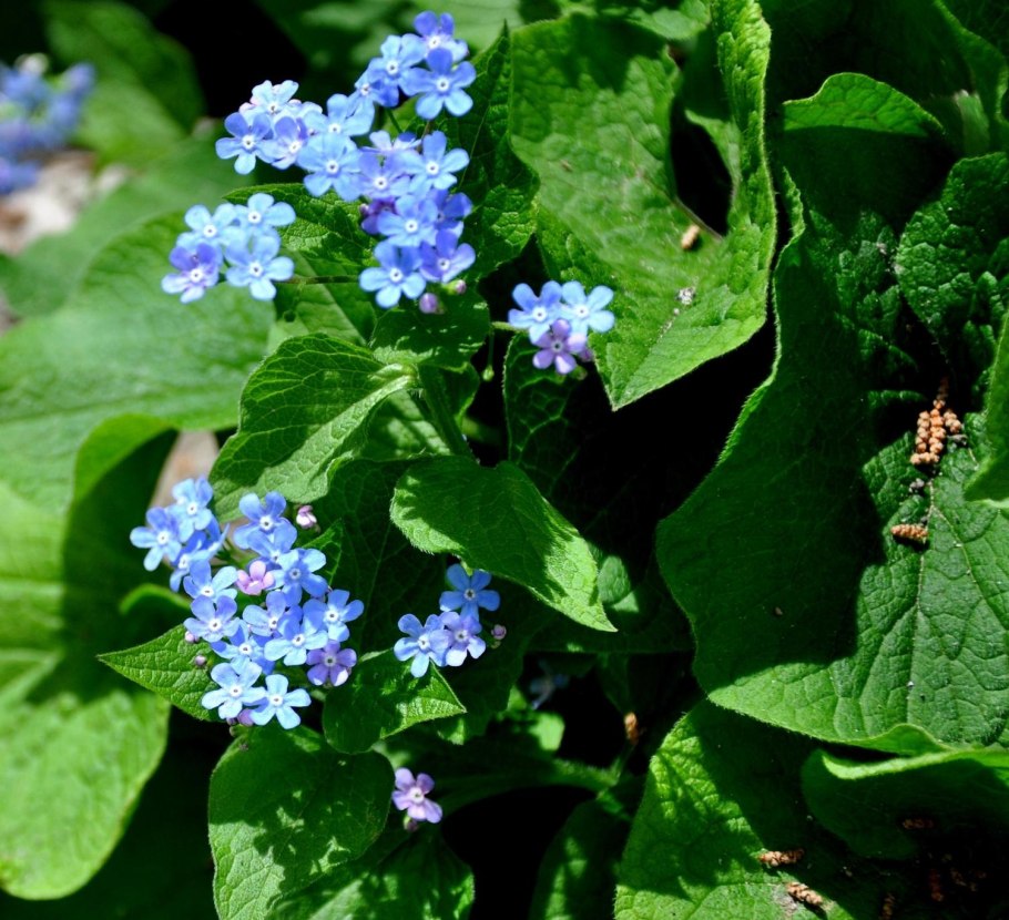 Бруннера Кавказская Незабудка