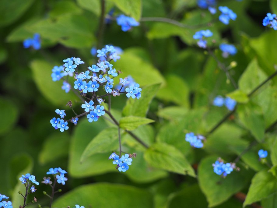 Бруннера Джек Гиант