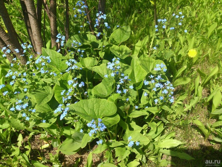 Бруннера крупнолистная (Brunnera macrophylla)