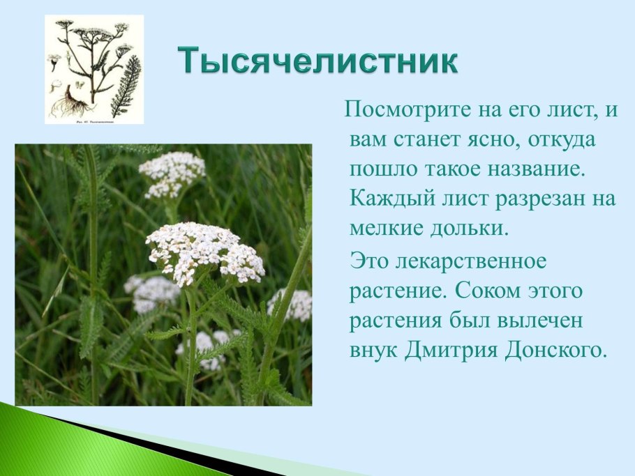 Тысячелистник обыкновенный микроскопия