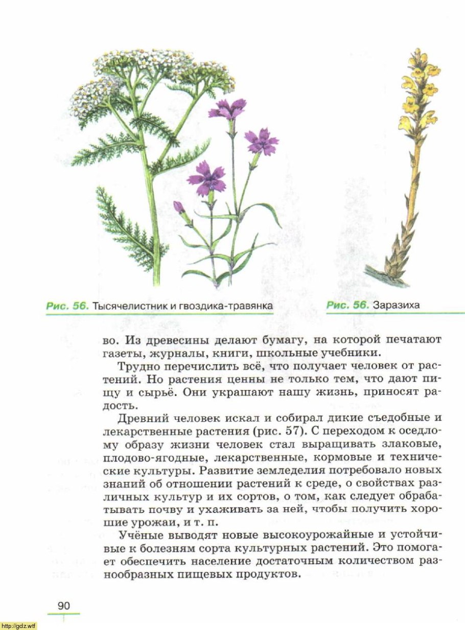 Лекарственные растения Башкортостана тысячелистник