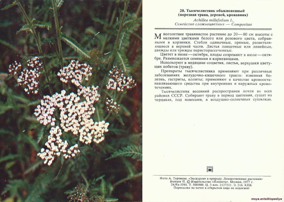 Растения Луга тысячелистник