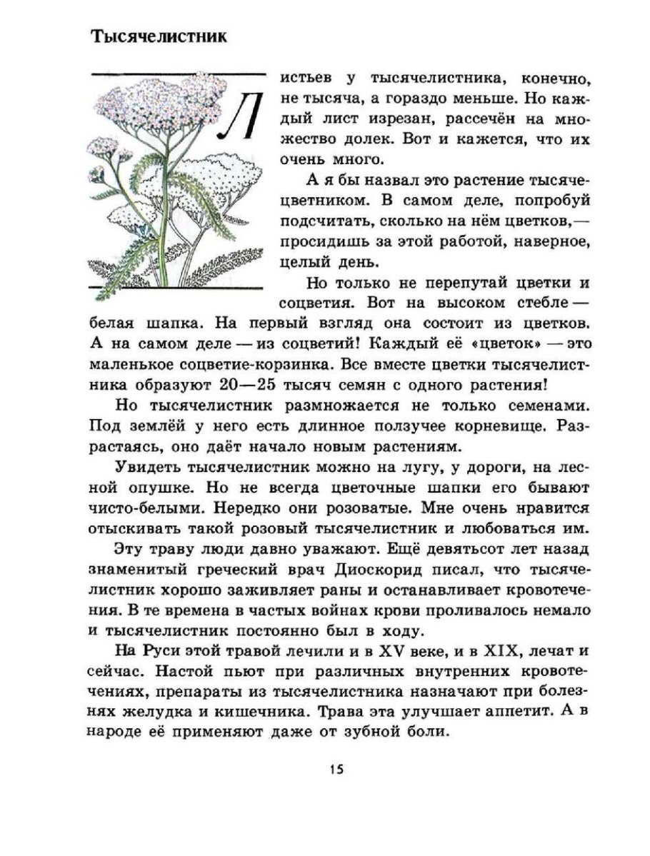 Тысячелист. Жемчуж. Листья