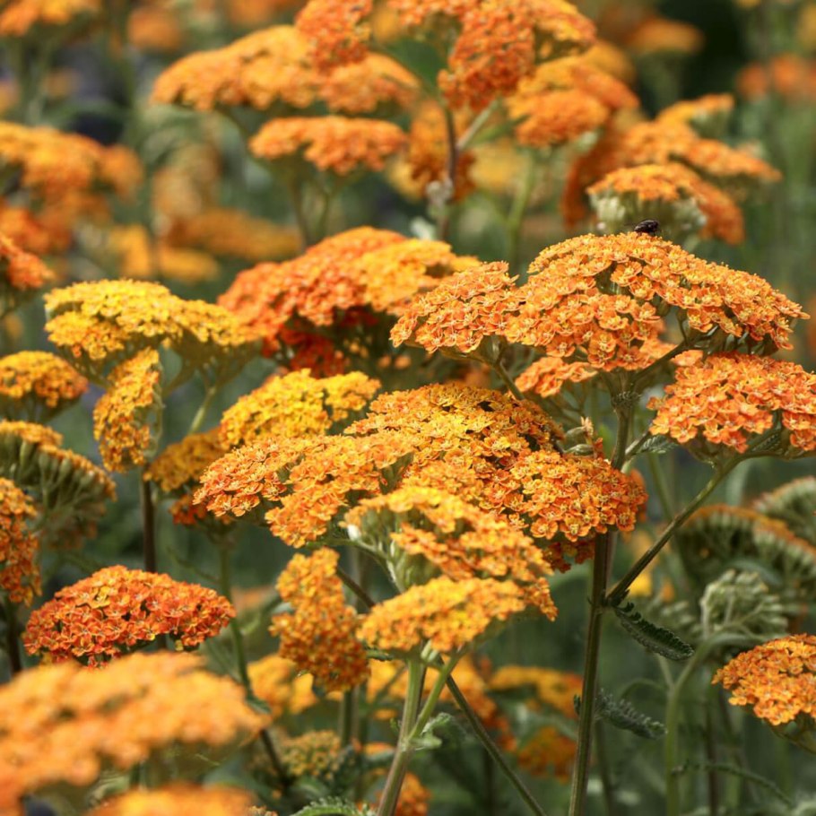 Тысячелистник обыкновенный