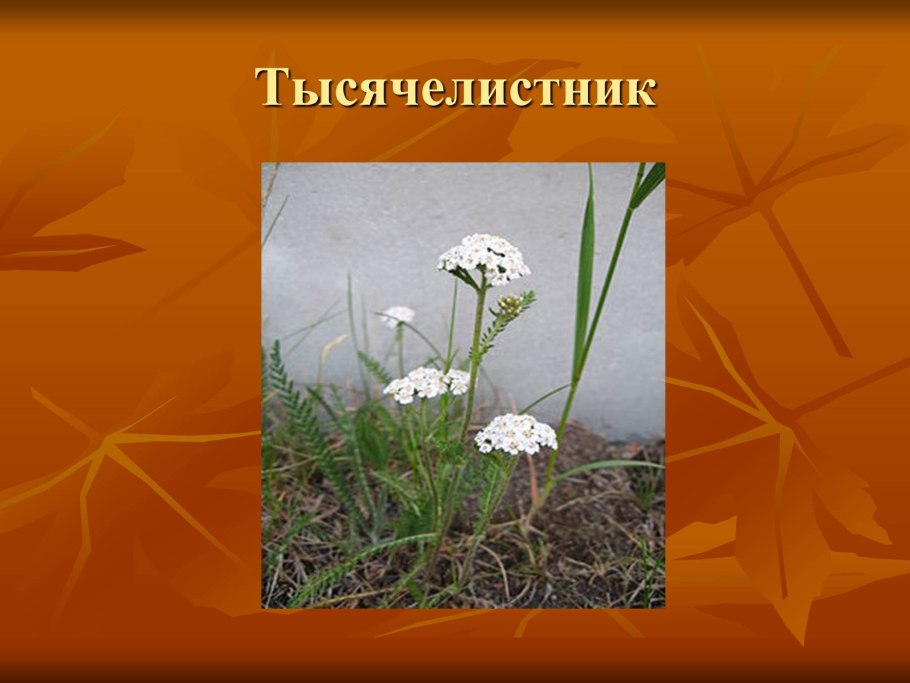 Ромашка + тысячелистник