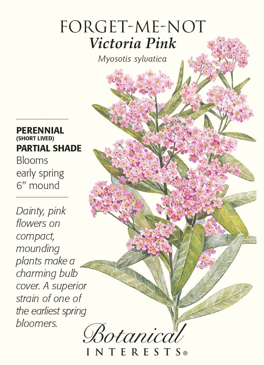 Тысячелистник мелкоцветковый (Achillea micrantha)