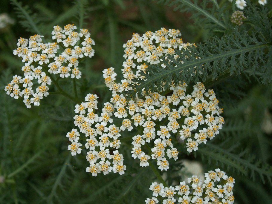 Пижма обыкновенная (Tanacetum vulgare)