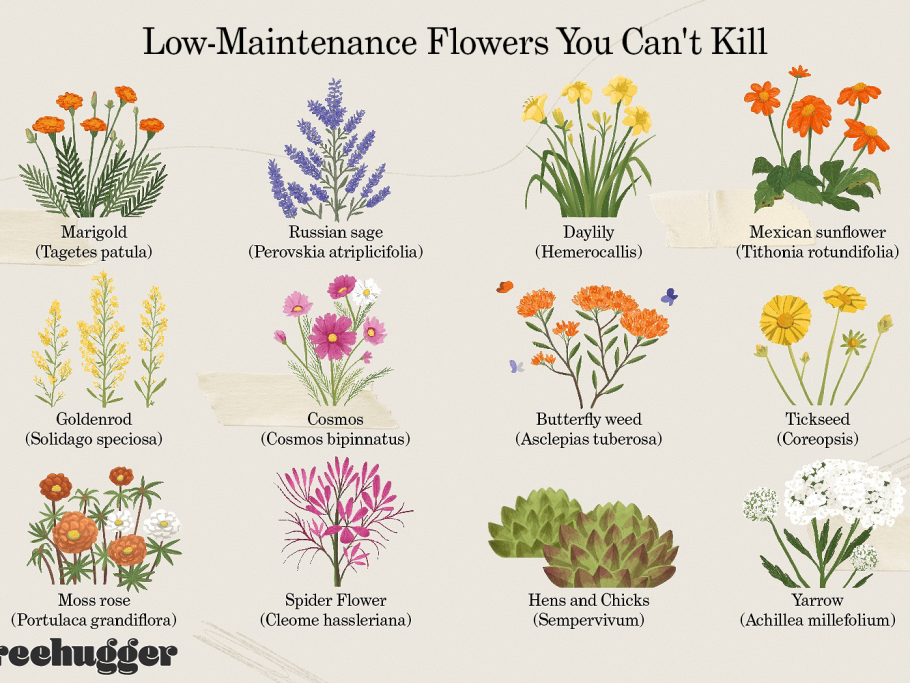 Тысячелистник обыкновенный фото