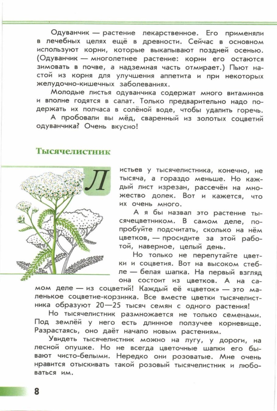 Тысячелистник Achillea Taygetea