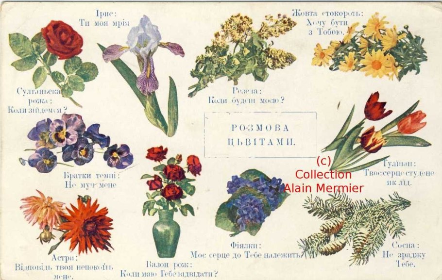 Пижма обыкновенная Полынь