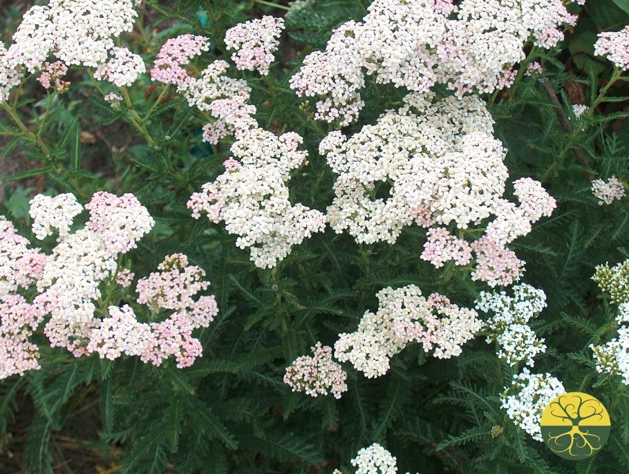 Лекарственные растения