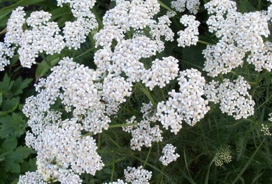 Ядовитые и лекарственные растения раскраски