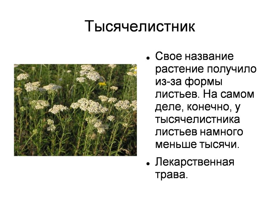 Дикорастущие лекарственные растения