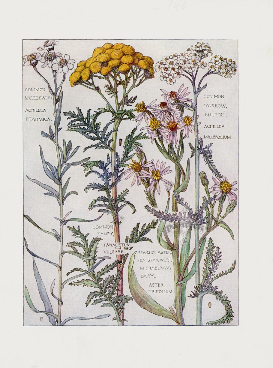 Язык цветов