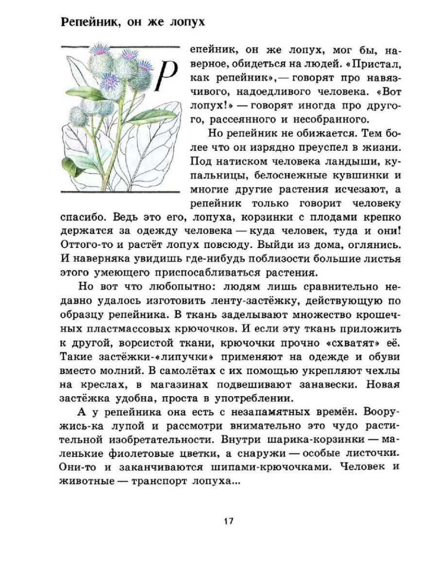 20. Тысячелистник обыкновенный {Achillea millefolium)