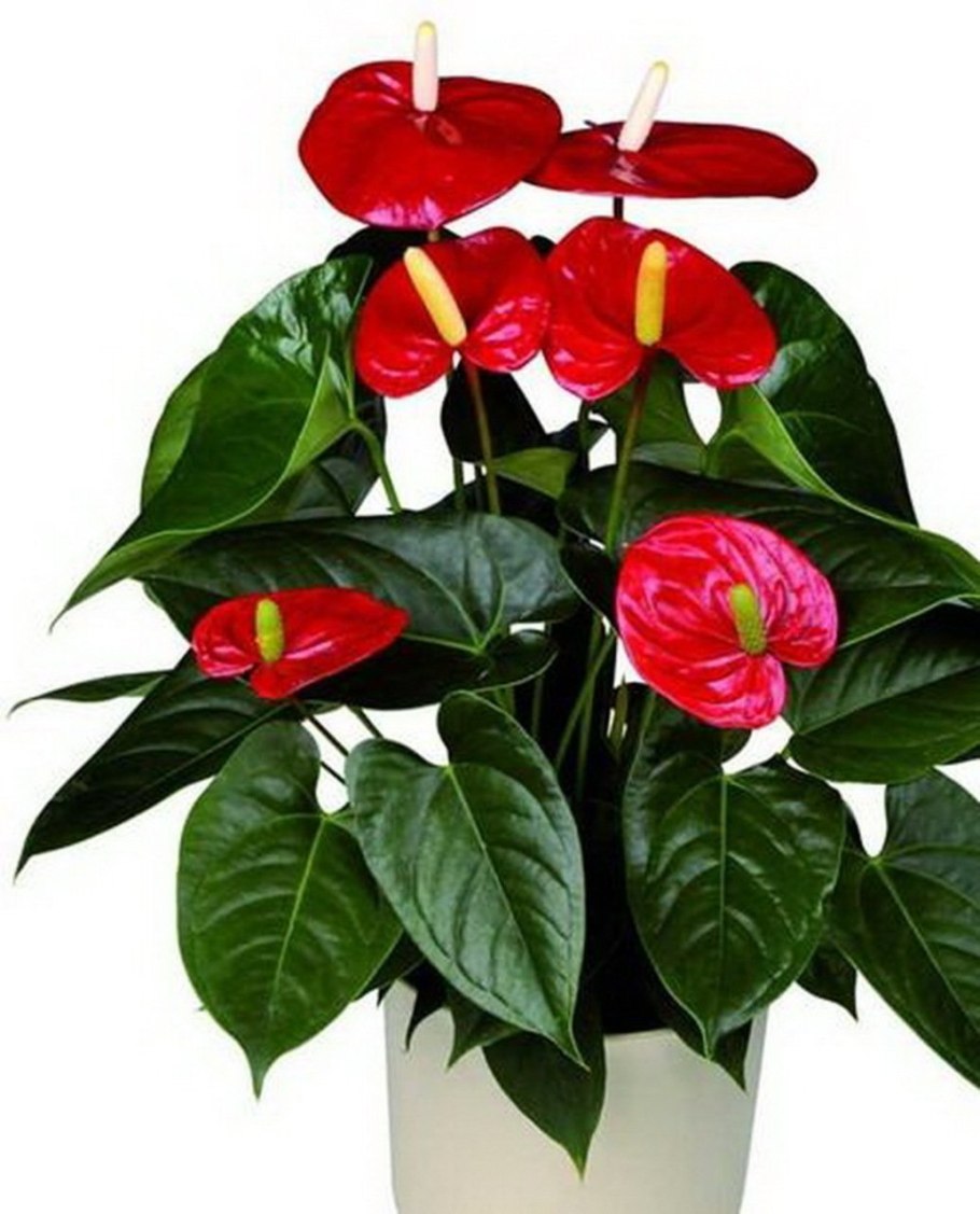 Антуриум Андре Гавайи