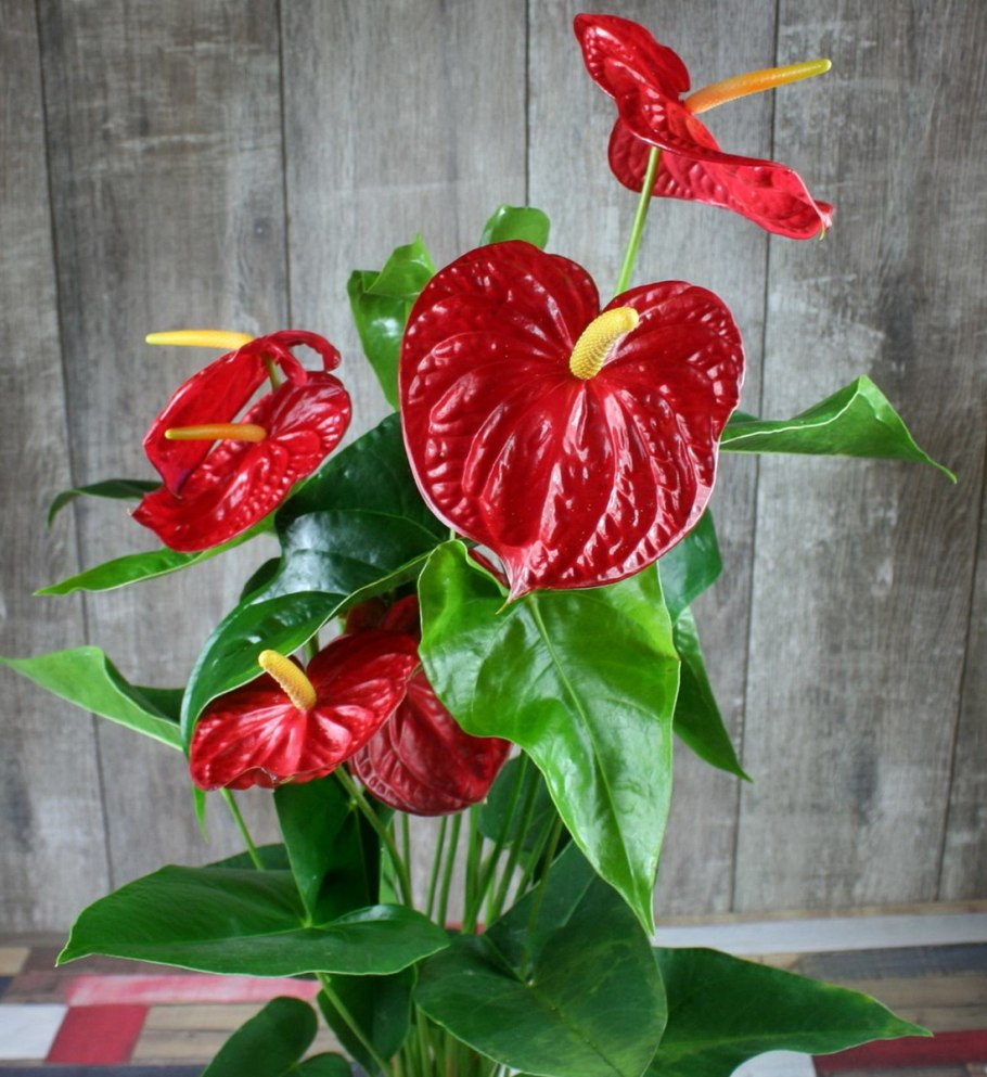 Цветок спатифиллум и Антуриум