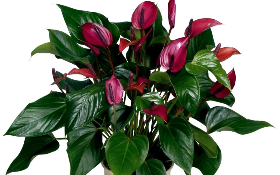 Антуриум Андре красный