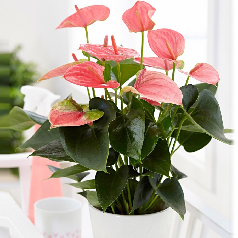 Anthurium andraeanum