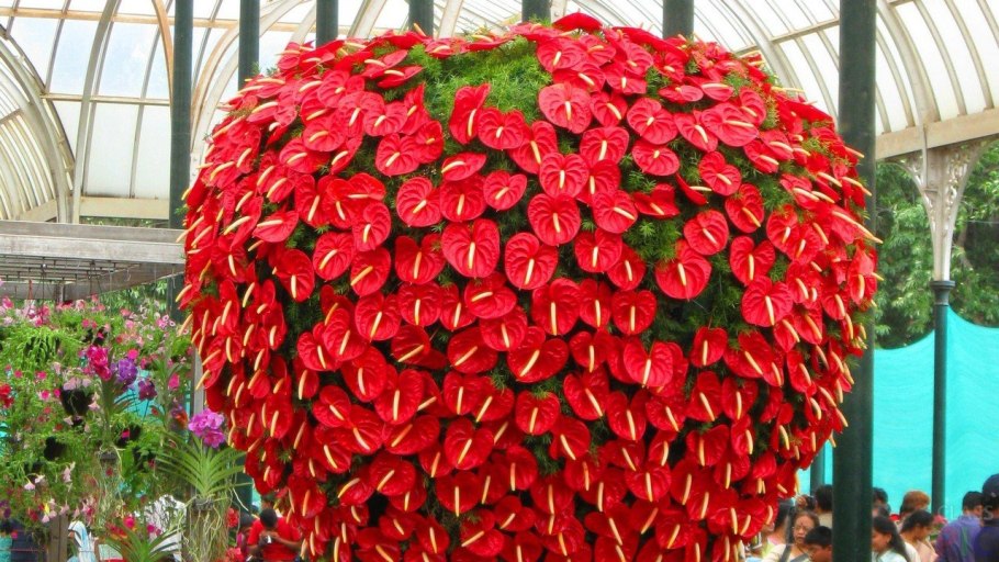 Антуриум Сириш