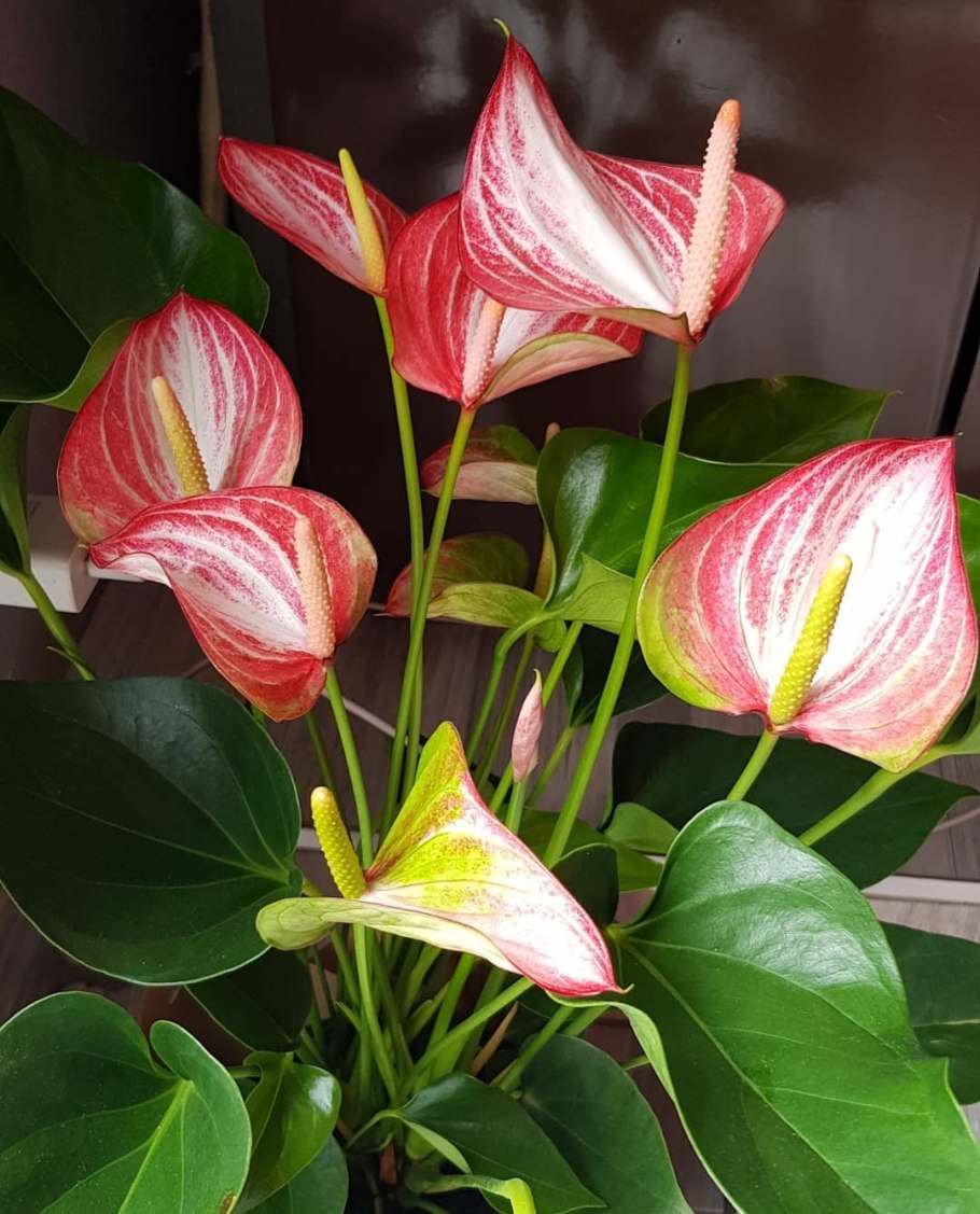 Антуриум Экселент