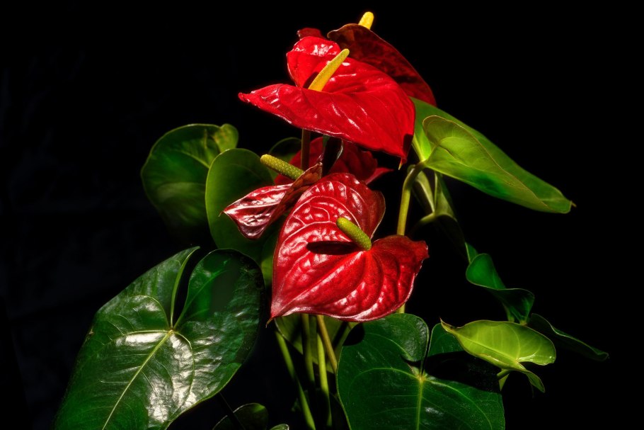 Цветок Антуриум красный