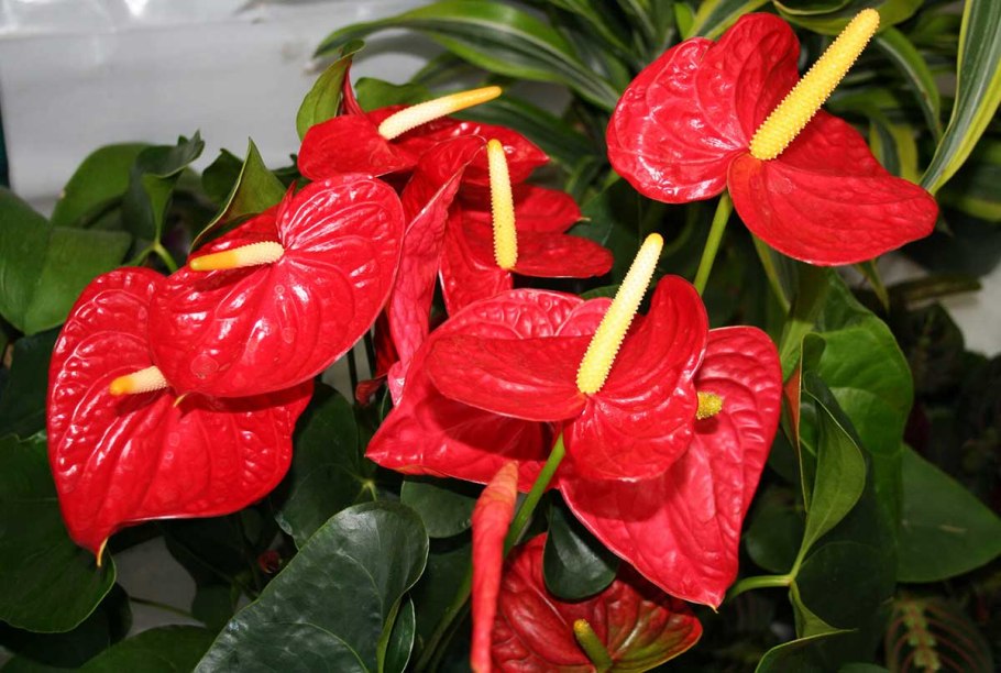 Антуриум Адриано