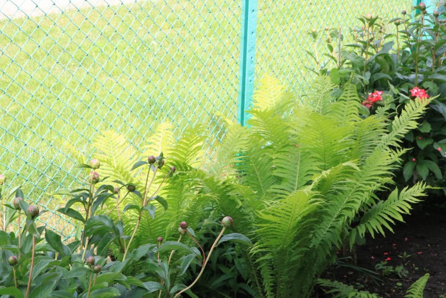 Папоротник,астильба, купена