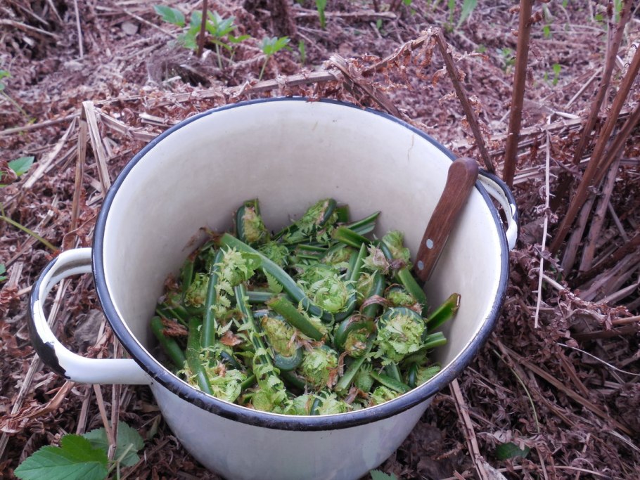 Настой из папоротника