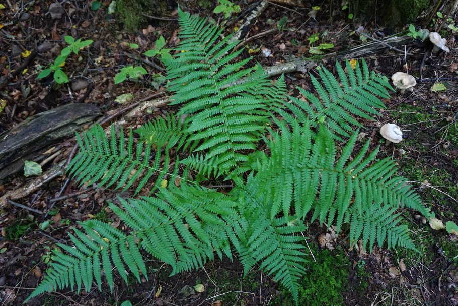 Hay Scented Fern