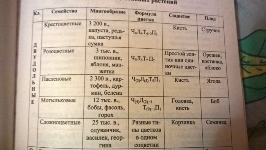Сравнительная характеристика семейств класса двудольные растения